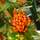 Pyracantha Saphyr Orange 'Cadange' - Jacksons Nurseries