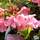 Buy Rhododendron ‘Wee Bee’ online from Jacksons Nurseries.