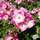 Buy Rosa Ballerina (Polyantha shrub) online from Jacksons Nurseries