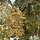 Buy Sorbus aucuparia 'Autumn Spire' online in the UK at Jacksons Nurseries