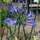 Buy Agapanthus campanulatus 'Jacks Blue' (African Lily) online from Jacksons Nurseries
