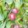 Buy Apple - Malus domestica 'Maypole' online from Jacksons Nurseries