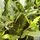 Buy Laurus nobilis (Bay Laurel) online from Jacksons Nurseries