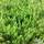 Buy Calluna Vulgaris ‘Hammondii Aureifolia’ (Heather) online from Jacksons Nurseries.