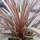 Buy Cordyline ‘Cha Cha’ (Cabbage Palm) online from Jacksons Nurseries.