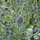 Buy Eryngium planum (Blue Eryngo) online from Jacksons Nurseries.