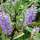 Buy Hebe ‘Garden Beauty Purple’ (Shruby Veronica) online from Jacksons Nurseries.