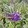 Buy Hebe x franciscana Variegata syn Silver Queen online from Jackson's Nurseries.