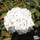 Buy Hydrangea macrophylla Madame Emile Mouillere (Hydrangea Mophead) online from Jacksons Nurseries