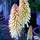 Buy Kniphofia asphodelaceae 'Tawny King' (Red-hot Poker) online from Jacksons Nurseries