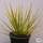 Buy Libertia ixioides ‘Goldfinger’ (New Zealand Iris) online from Jacksons Nurseries.