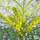 Buy Mahonia eurybracteata 'Soft Caress' online from Jacksons Nurseries.