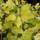 Buy Physocarpus opulifolius ‘Dart’s Gold’ (Ninebark) online from Jacksons Nurseries.