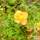 Buy Potentilla fruticosa Sunset (Shrubby Cinquefoil) online from Jacksons Nurseries.