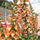 Buy Digitalis ‘Illumination Apricot’ (Foxgloves) online from Jacksons Nurseries.