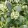 Buy Skimmia x japonica 'Kew White' at Jacksons Nurseries