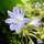 Buy Agapanthus ‘Golden Drop’ (African Lily) online from Jacksons Nurseries