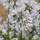 Buy Agapanthus africanus 'Starburst White' online from Jacksons Nurseries