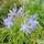 Buy Agapanthus Africanus (African Lily) online from Jacksons Nurseries