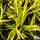 Buy Carex oshimensis 'Everillo' online from Jacksons Nurseries