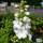 Buy Delphinium 'Magic Fountain White' (White Dwarf Delphinium) online from Jacksons Nurseries