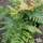 Buy Dryopteris erythrosora var. prolifica (Copper Shield Fern) online from Jacksons Nurseries