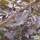 Buy Fagus sylvatica Dawyck Purple (Tree) (Purple Fastigiate Beech) online from Jacksons Nurseries