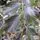 Buy Fagus sylvatica Dawyck Purple (Tree) (Purple Fastigiate Beech) online from Jacksons Nurseries