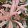 Buy Photinia serratifolia Crunchy 'REV100' from Jacksons Nurseries