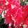 Buy Azealea ex/knap 'Kosters Brilliant Red' in the UK