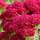 Buy Achillea millefolium 'Pomegranate' (Yarrow) online from Jacksons Nurseries