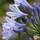 Buy Agapanthus 'Dr Brouwer' (African Lily) online from Jacksons Nurseries