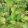 Buy Cotoneaster lacteus (Shrub) online from Jacksons Nurseries