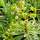 Buy Euphorbia characias subsp. 'Humpty Dumpty' (Spurge) online from Jacksons Nurseries