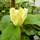Buy Magnolia x brooklynensis 'Yellow Bird' online from Jacksons Nurseries