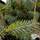Buy Picea pungens 'Fat Albert' online from Jacksons Nurseries