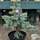Buy Picea pungens 'Koster' online from Jacksons Nurseries