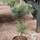 Buy Pinus strobus 'Fastigiata' online from Jacksons Nurseries