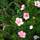 Buy Potentilla fruticosa 'Lovely Pink' (Cinquefoil) online from Jacksons Nurseries
