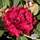 Buy Rhododendron x hybrid 'Black Magic'