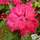 Buy Rhododendron 'Nova Zembla' online from Jacksons Nurseries