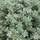 Buy Thyme - Thymus vulgaris Silver Queen online from Jacksons Nurseries.