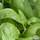 Buy Sweet Basil (Ocimum basilicum) online from Jacksons Nurseries