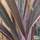 Buy Phormium Pink Stripe (New Zealand Flax) online from Jacksons Nurseries