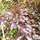 Buy Fagus sylvatica Atropurpurea Group (Tree) (Purple European Beech) online from Jacksons Nurseries