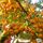 Buy Sorbus aucuparia 'Sunshine' (Moutain Ash) online from Jacksons Nurseries