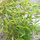 Buy Chinese Blue Fountain Bamboo online from Jacksons Nurseries