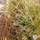 Buy Carex testacea 'Prairie Fire' (Orange New Zealand Sedge) online from Jacksons Nurseries