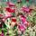 Buy Digitalis 'Illumination Raspberry' (Foxglove) online from Jacksons Nurseries.