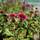 Buy Echinacea purpurea 'Vintage Wine' (Coneflower) online from Jacksons Nurseries.